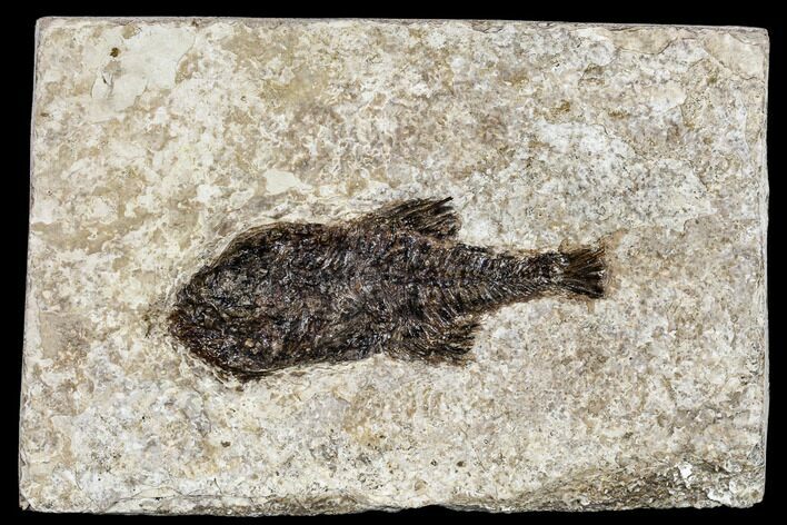 Miocene Fossil Fish From Nebraska - New Find #113168